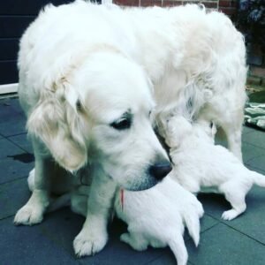 Read more about the article Groom Golden Retriever at Home: Complete Step-by-Step Guide