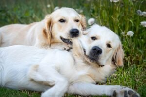 Read more about the article Golden Retriever Adopts Puppy – Heartwarming Rescue Story