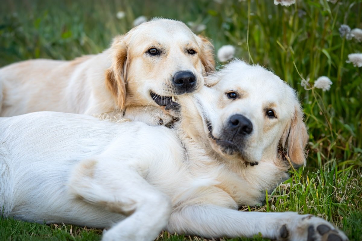 You are currently viewing Golden Retriever Adopts Puppy – Heartwarming Rescue Story