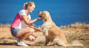 Read more about the article Golden Retriever Puppies: Tips & Adoption Stories