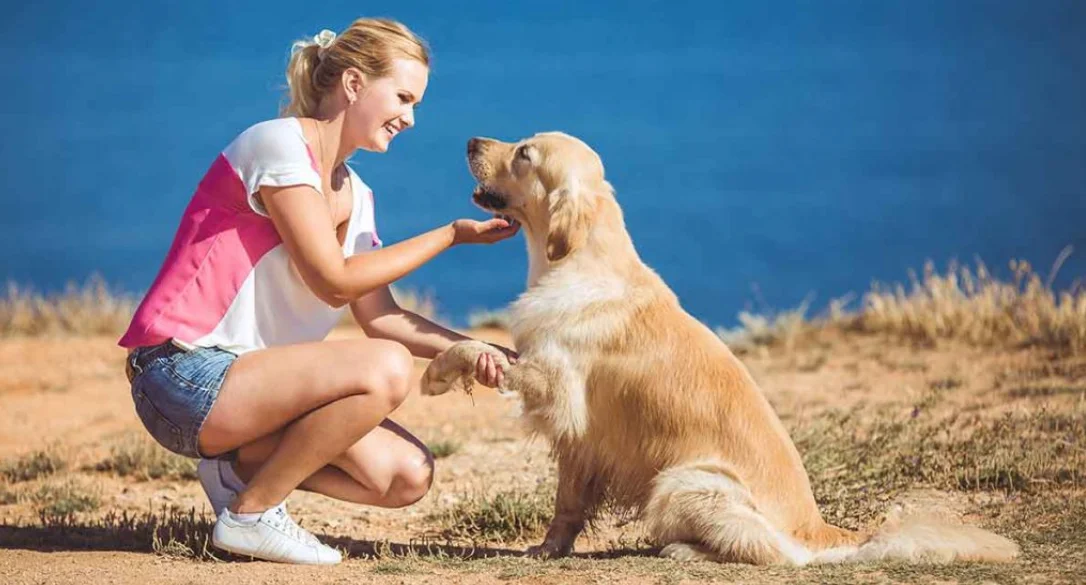 Read more about the article Golden Retriever Puppies: Tips & Adoption Stories
